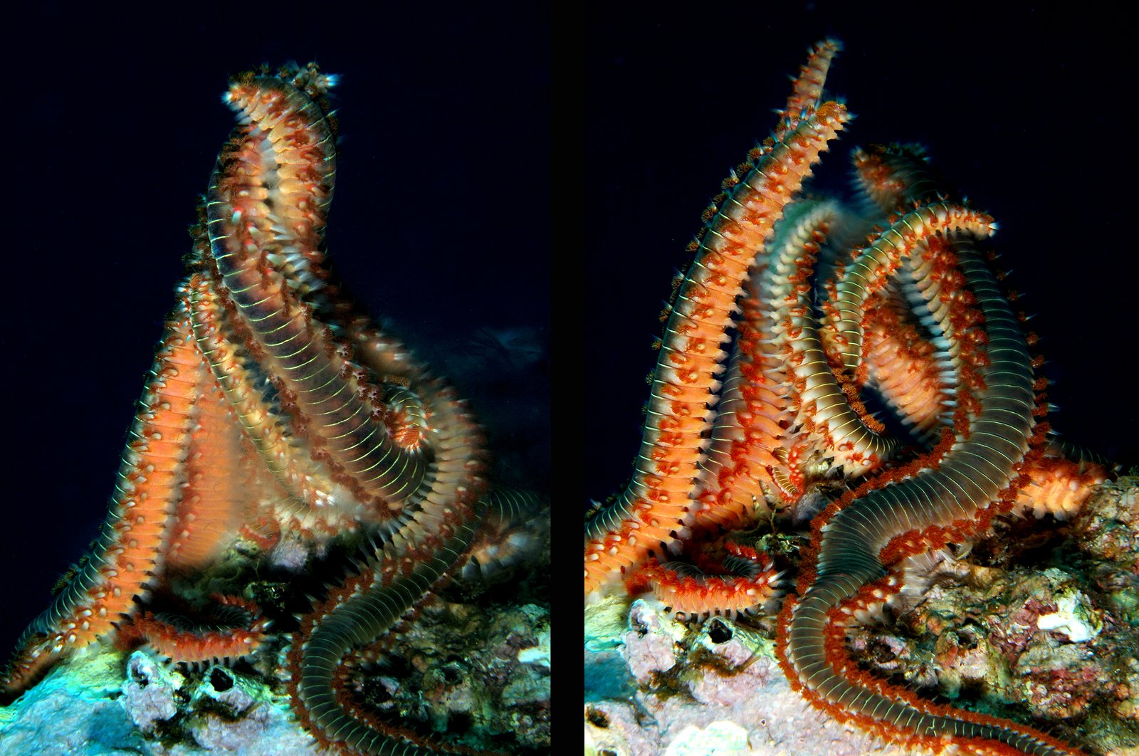 Macro - Fotografia subacquea 3