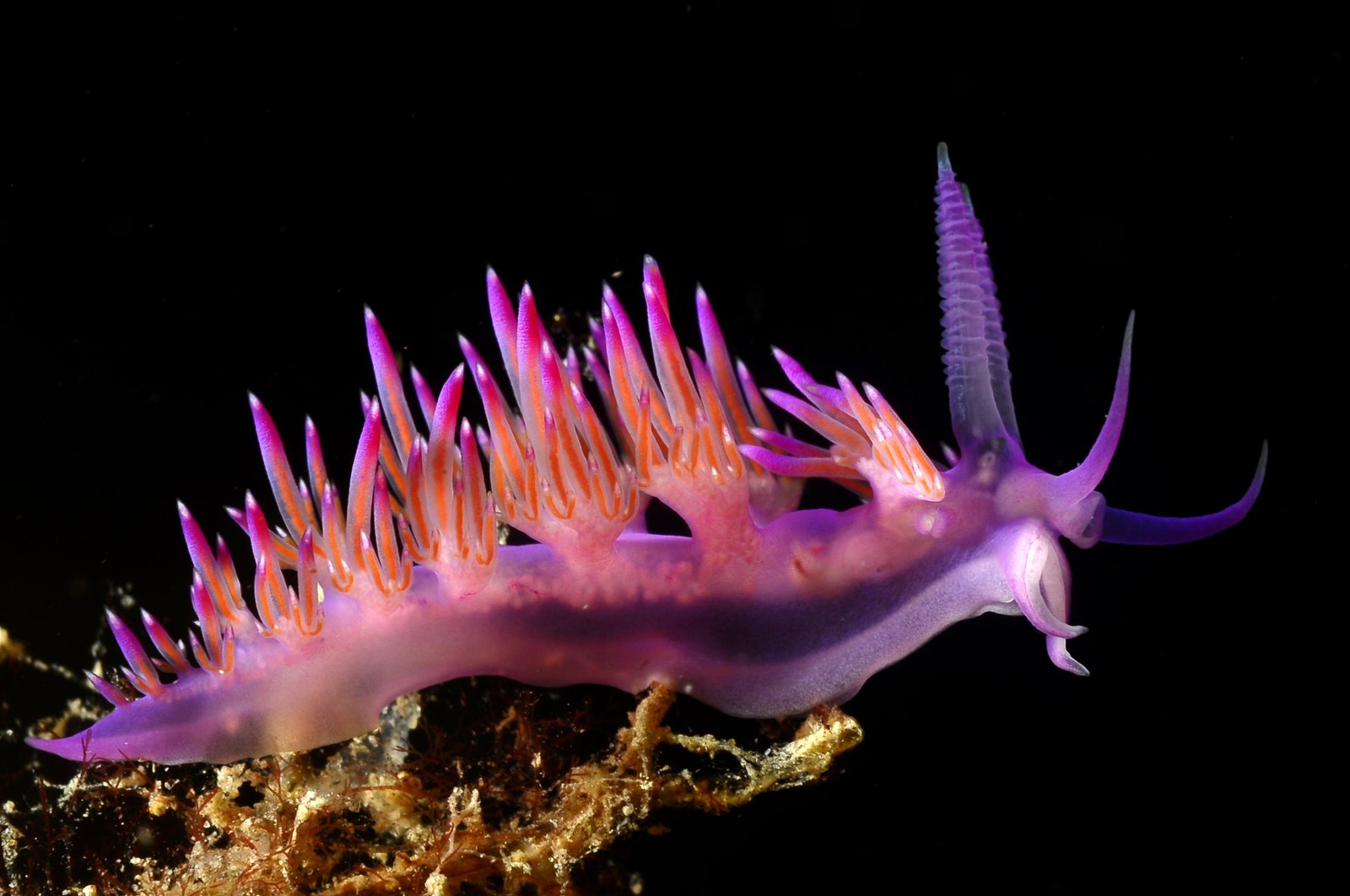 Macro - Fotografia subacquea 4