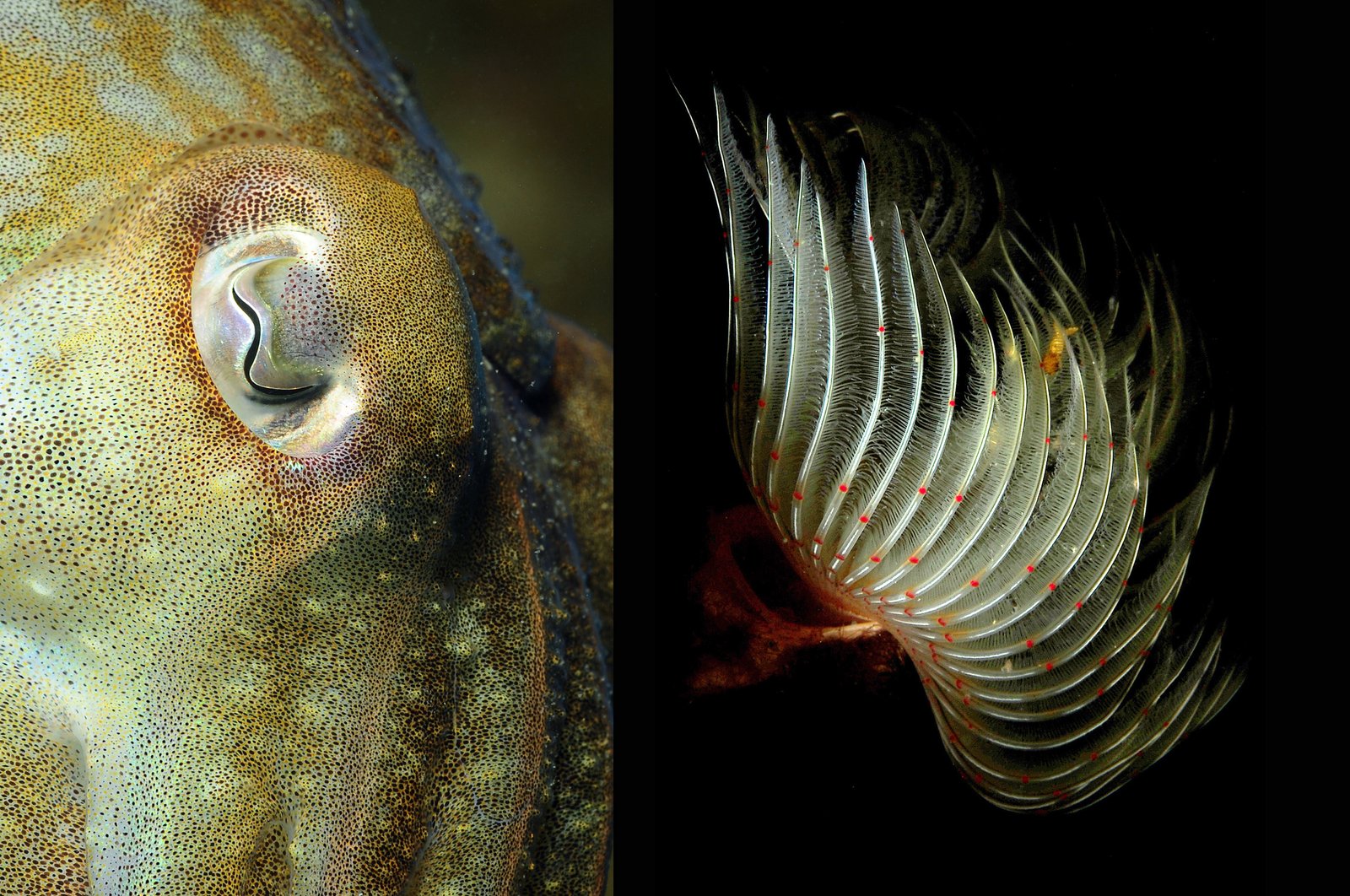 Macro - Fotografia subacquea 5