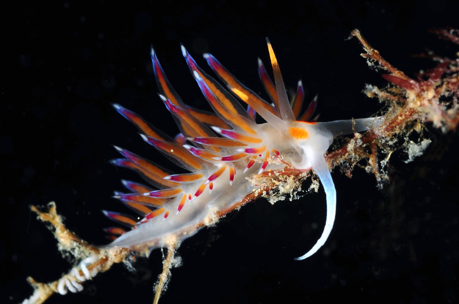 Macro - Fotografia subacquea 6