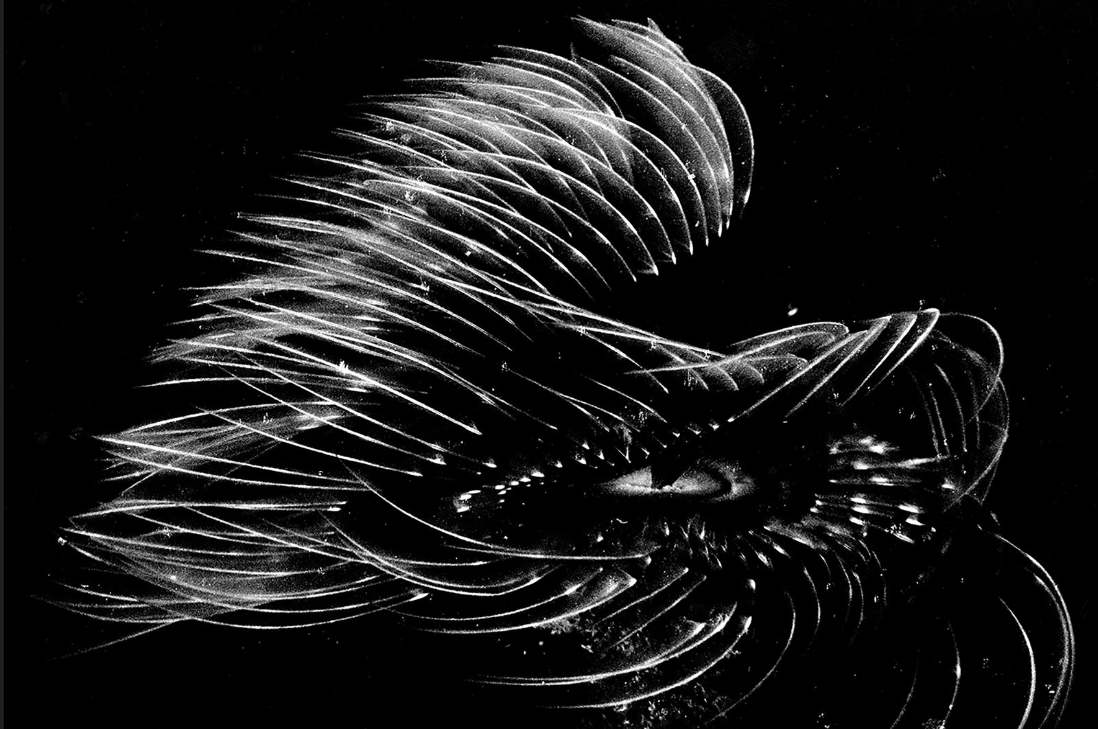 Macro - Fotografia subacquea 8