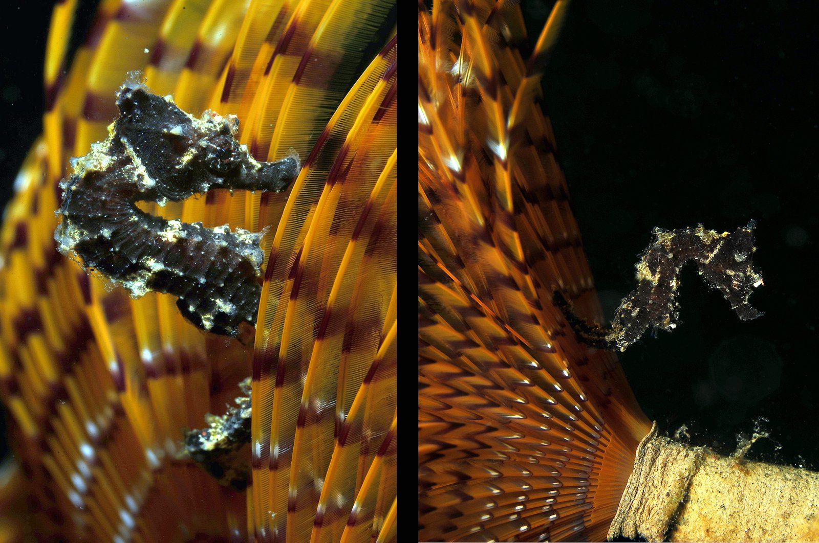 Macro - Fotografia subacquea 9