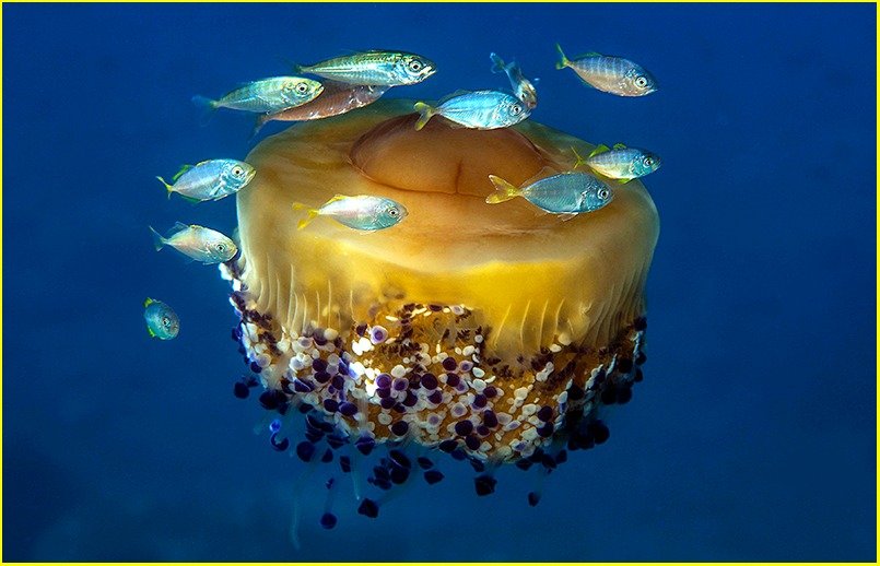 Fotografia subacquea