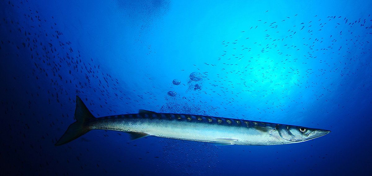 Fotografia subacquea - Creature marine